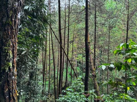 Forest Trees with Dense Greenery Stock Photos