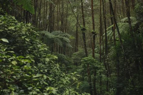 Forest Trees with Dense Greenery Stock Photos