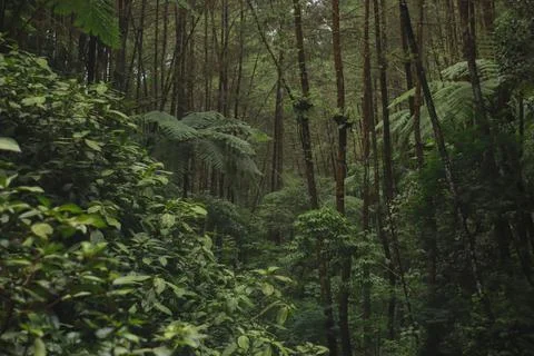 Forest Trees with Dense Greenery Stock Photos