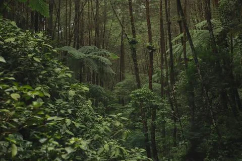 Forest Trees with Dense Greenery Stock Photos