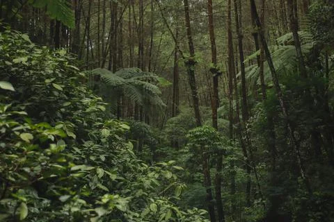 Forest Trees with Dense Greenery Stock Photos