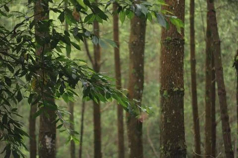 Forest Trees with Dense Greenery Stock Photos