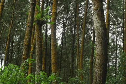 Forest Trees with Dense Greenery Stock Photos
