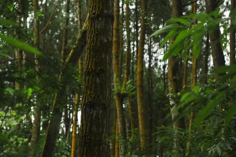 Forest Trees with Dense Greenery Stock Photos