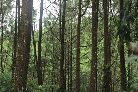 Forest Trees with Dense Greenery Stock Photos