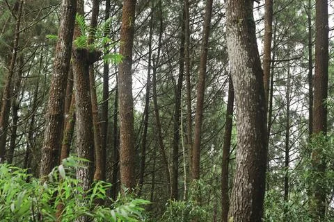 Forest Trees with Dense Greenery Stock Photos