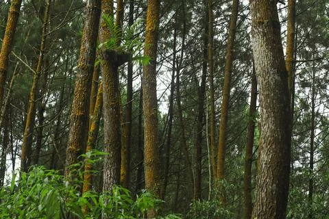 Forest Trees with Dense Greenery Stock Photos
