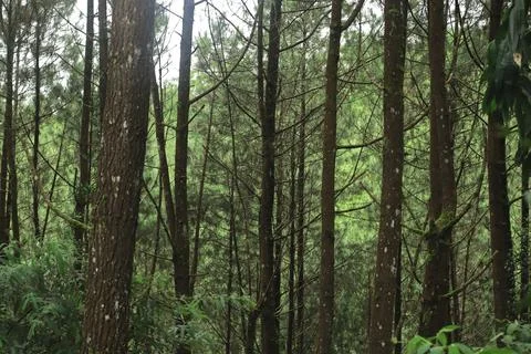 Forest Trees with Dense Greenery Stock Photos