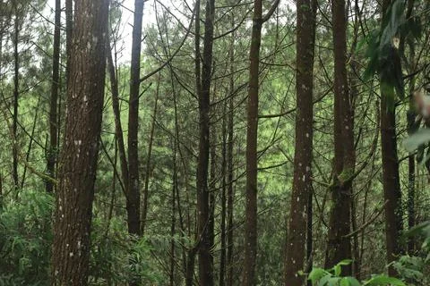 Forest Trees with Dense Greenery Stock Photos