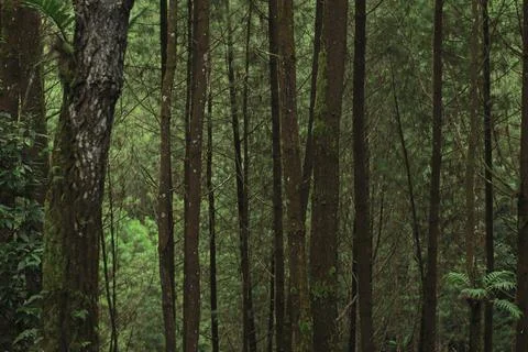 Forest Trees with Dense Greenery Stock Photos