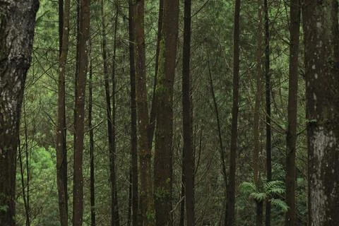 Forest Trees with Dense Greenery Stock Photos