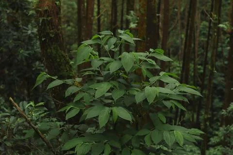 Forest Trees with Dense Greenery Stock Photos