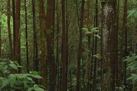 Forest Trees with Dense Greenery Stock Photos