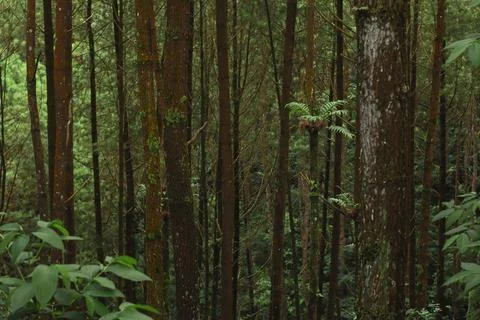 Forest Trees with Dense Greenery Stock Photos