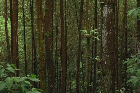 Forest Trees with Dense Greenery Stock Photos