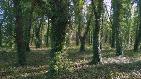 Forest With Trees Densely Covered In Vegetations. Sideways Shot Stock Footage 258908376