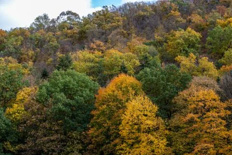 Forest with trees in different colored trees Stock Photos