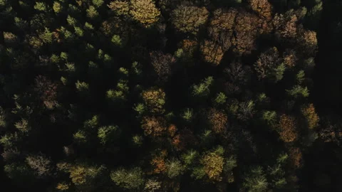 A forest with trees of different colors and sizes Stock Footage 298288794