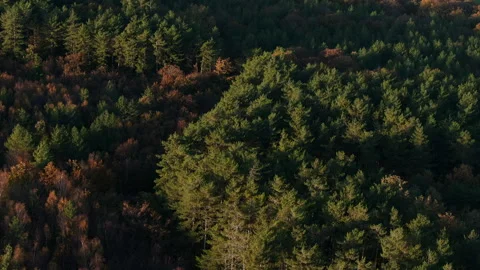 A forest with trees of different colors, some of which are brown Stock Footage 298288526