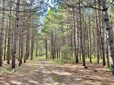 Forest trees with dirt path Stock Photos