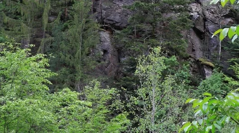 Forest trees. The discovery of the ruins. Rocky mountains covered  Stock Footage 59757336