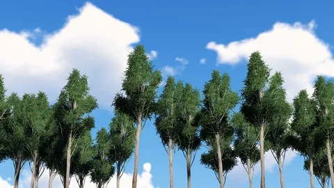 Forest Trees Dolly Shot With Sky and Clouds 3D Rendering Stock Footage 120392753