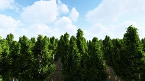 Forest Trees Dolly Shot With Sky and Clouds 3D Rendering Stock Footage 120411708
