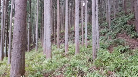 Forest trees down to up Stock Footage 107454145