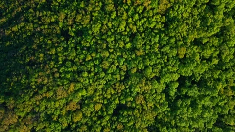 Forest Trees Drone Footage Nature 库存影片 334481962
