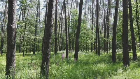 Forest with trees during the day in 8K resolution Stock Footage 201319645