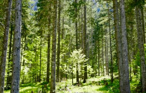 Forest trees during evening light, alps, Bavaria, Germany Stock Photos