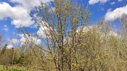 Forest trees in early spring.  Stock Footage 151681436