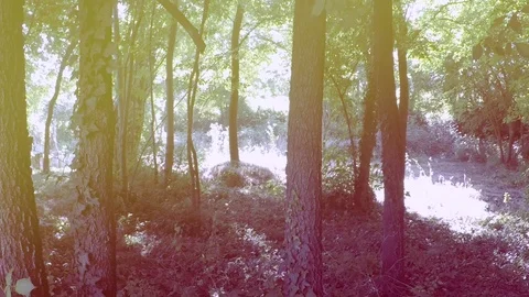 Forest of trees with effect Stock Footage 77134618