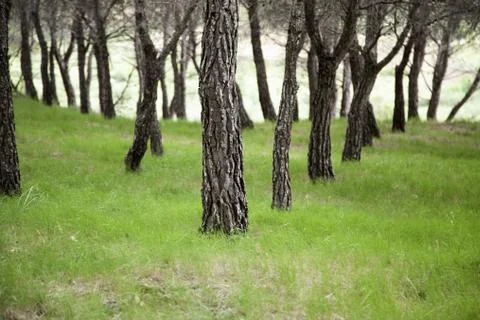 Forest with trees, environment and nature, landscape Stock Photos