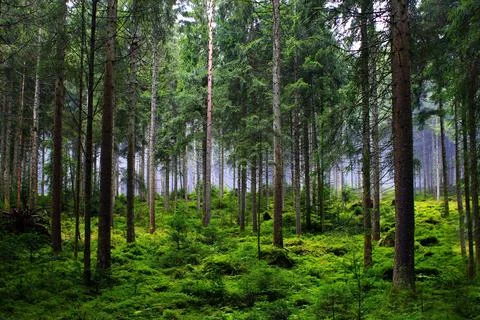 Forest, Trees, Fir trees image Stock Photos