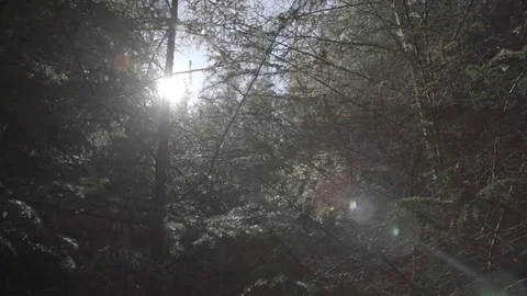 Forest Trees Flare Ungraded Stock-Footage 69912328