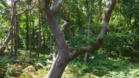 Forest trees flight back Stock Footage 206604336