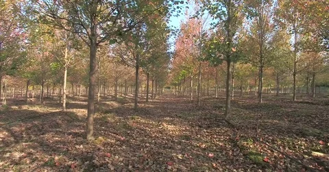 Forest trees. flying trough forest. tree woods. trees silhouette. Stock Footage 74971511