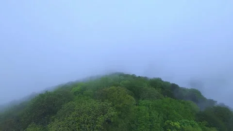 Forest trees in the fog with copy space. Rainy weather in mountains. Stock Footage 274295680