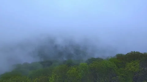 Forest trees in the fog with copy space. View from the top. Stock Footage 274874112