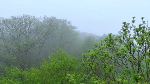 Forest trees in the fog with copy space. View from the top. Stock Footage 274926317