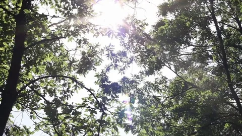 Forest Trees Foliage Flares Vegetation Video stock 70986688