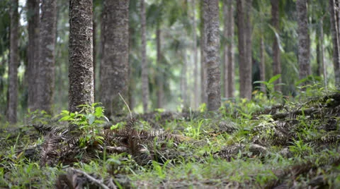 Forest trees 库存影片 22575417