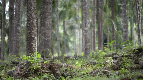 Forest trees Stock Footage 22575423