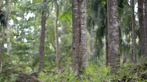 Forest trees 库存影片 22575455