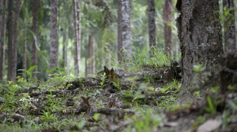 Forest trees Stock Footage 22575467