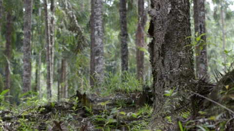 Forest trees 库存影片 22575475