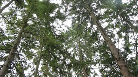 Forest Trees Stock Footage 33343491