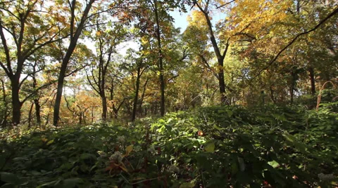 Forest trees Stock Footage 35662726