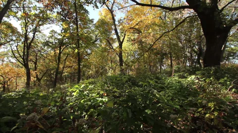 Forest trees 動画素材 35663067